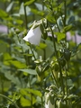 Campanula bononiensis Dzwonek boloński